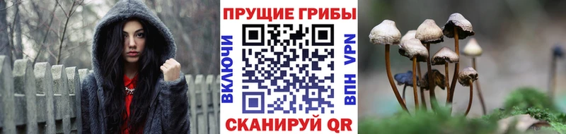 где можно купить   площадка клад  Галлюциногенные грибы MAGIC MUSHROOMS  Йошкар-Ола 